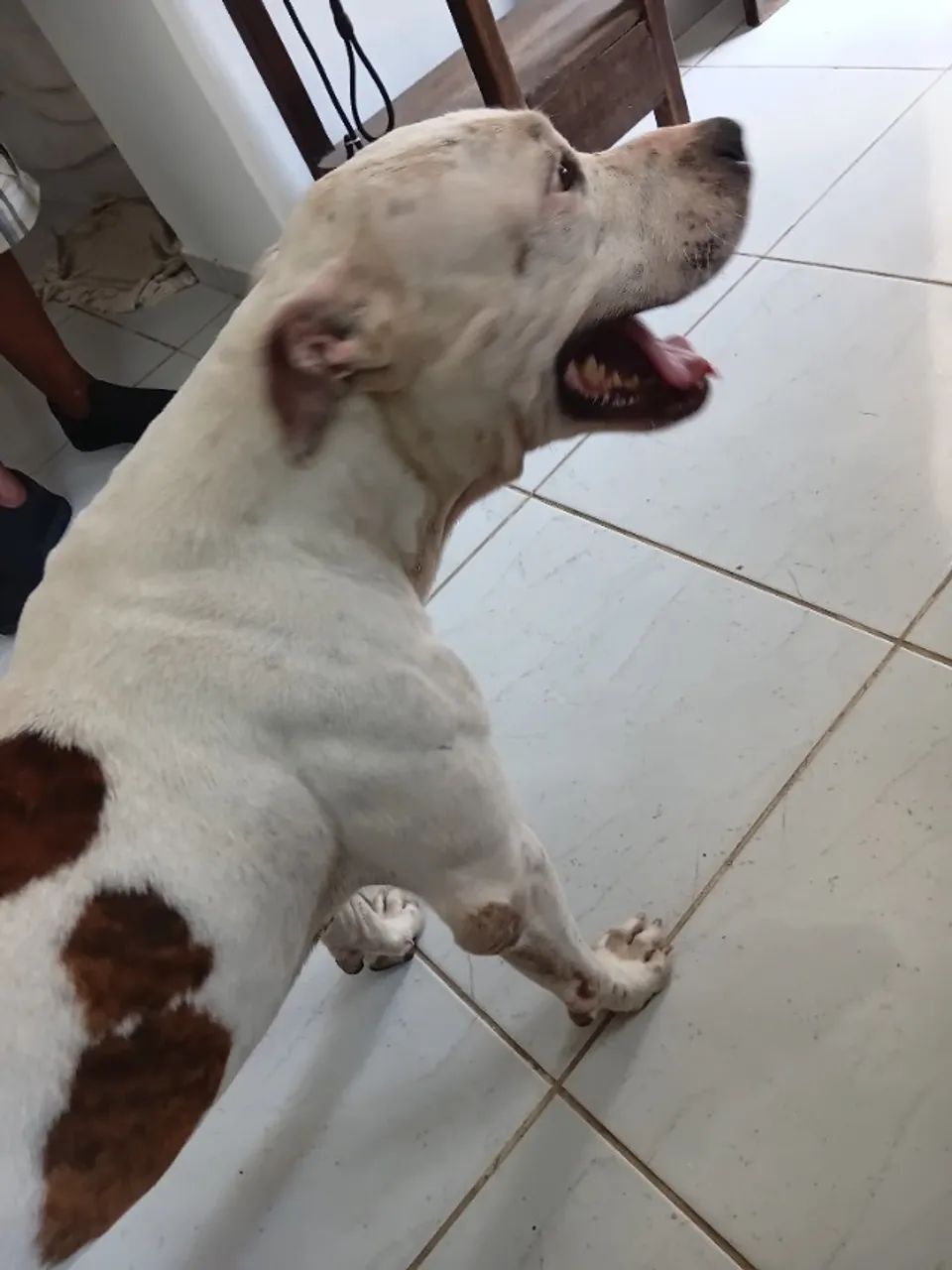 Pet pitbull - Foto 3