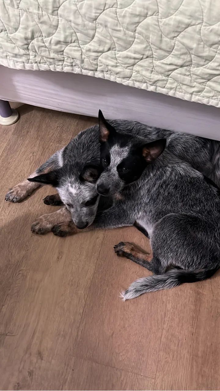 Cachorros Blue Heeler