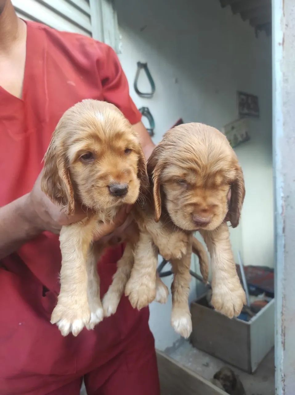 Vendo filhotes de Cocker spaniel  - Foto 5