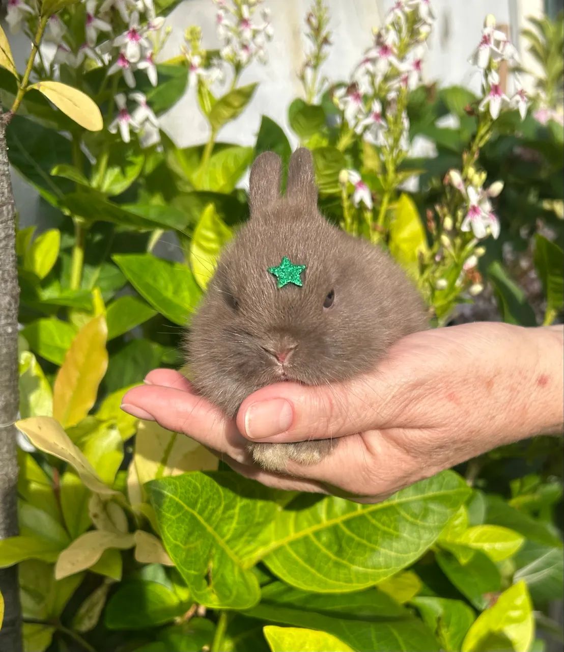 Mini Coelho - Netherland Anão - Foto 4