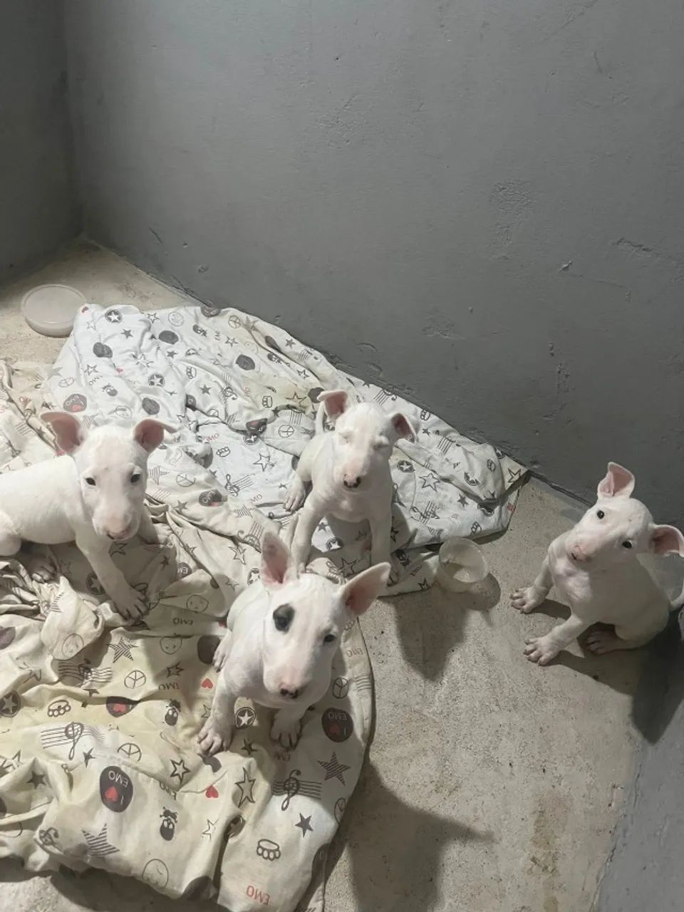 Filhote Macho de Bull Terrier - Foto 4