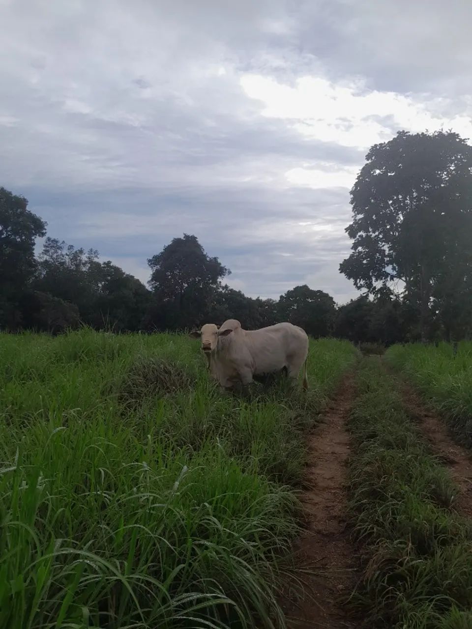 Vendo Sítio 17 alqueires 
