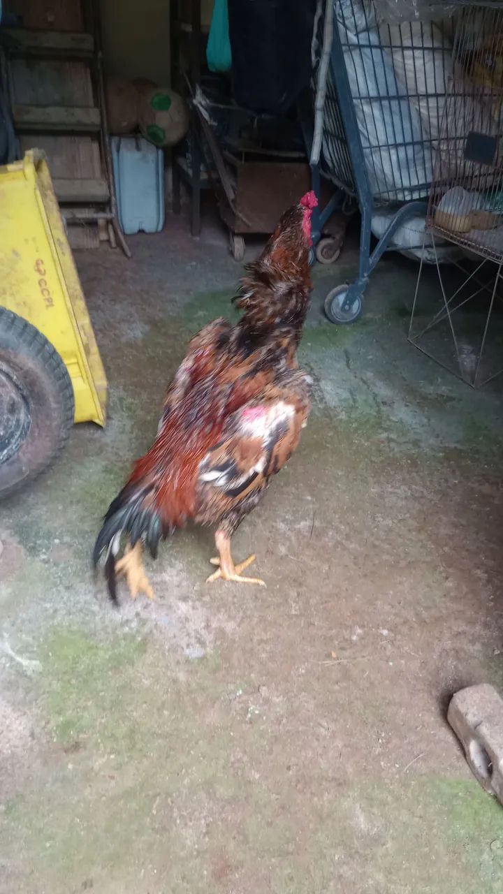 Galo índio puro  - Foto 6