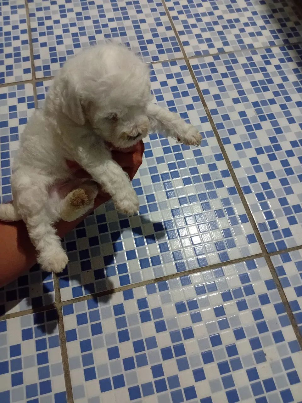 Poodle toy - Foto 2