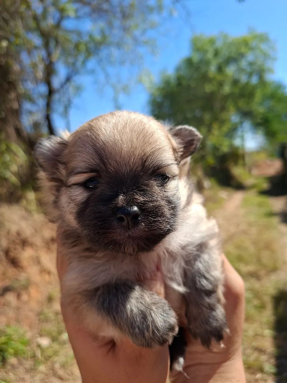 Spitz (Lulu) - Foto 3