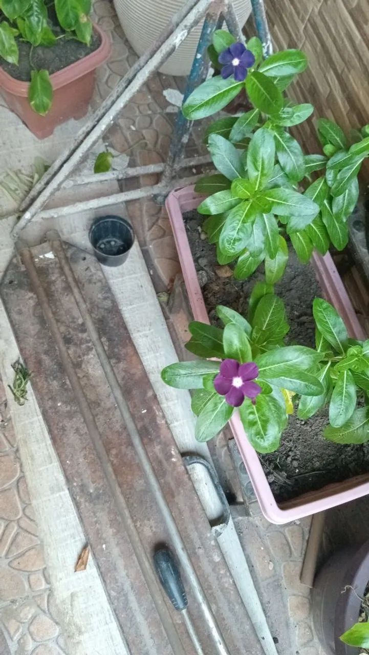 Plantas 