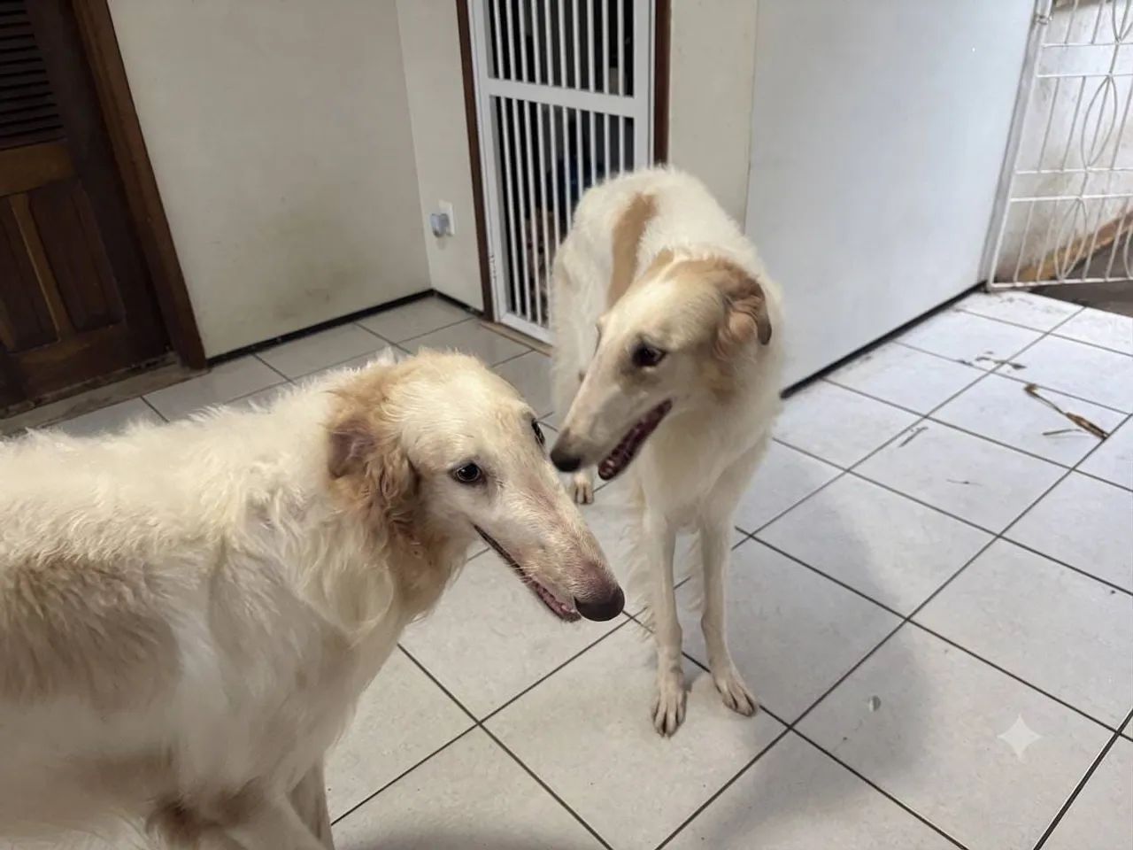 Vendo Borzoi ( Galgo Russo) - Foto 5