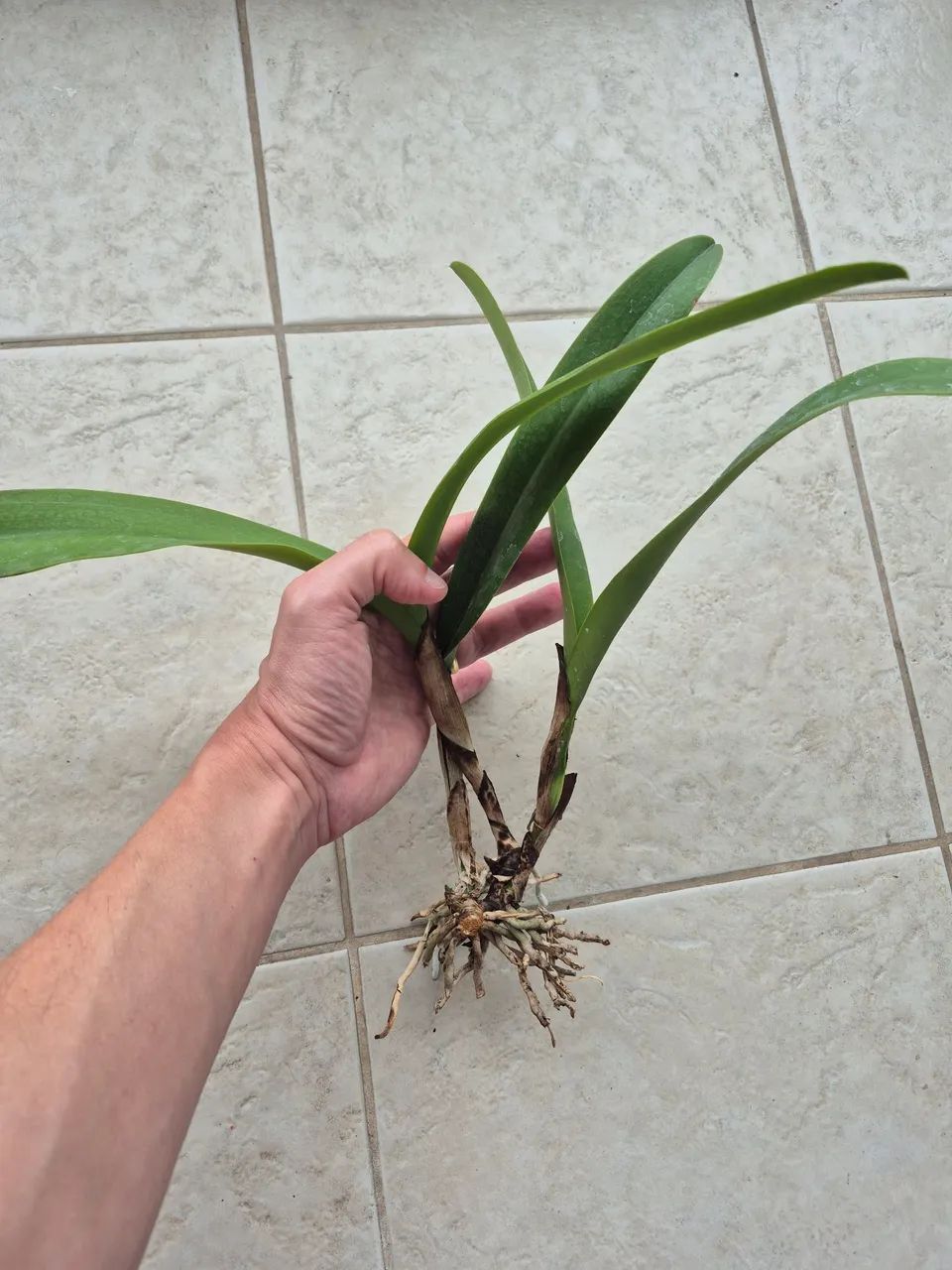Orquídea Cattleya híbrida  - Foto 3