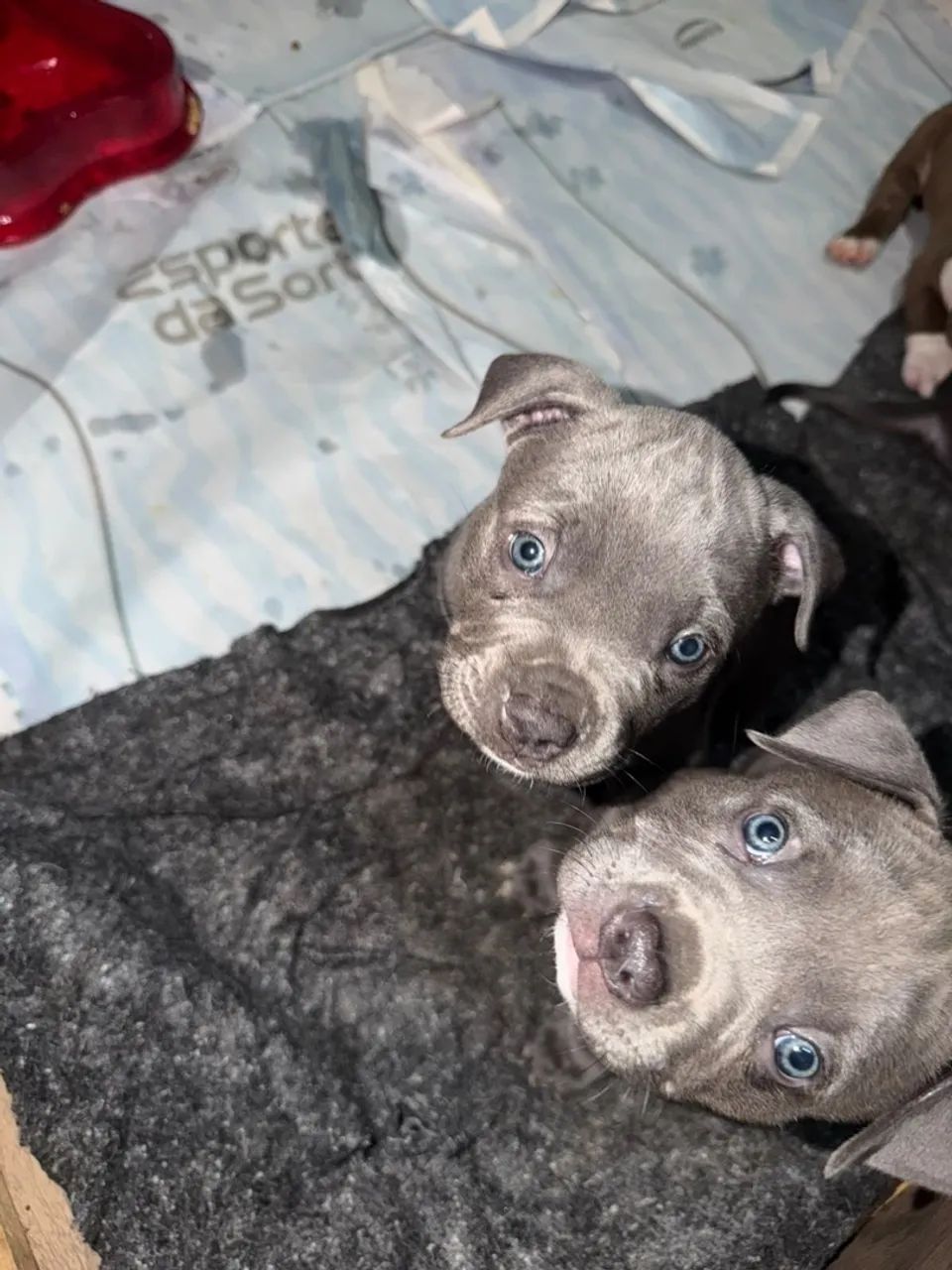 American bully Pocket  - Foto 3