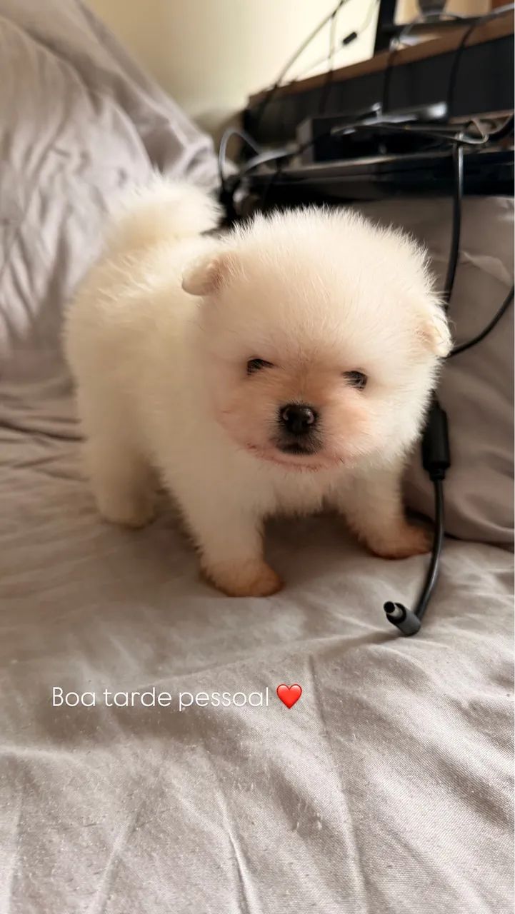 Lulu da pomerânia 