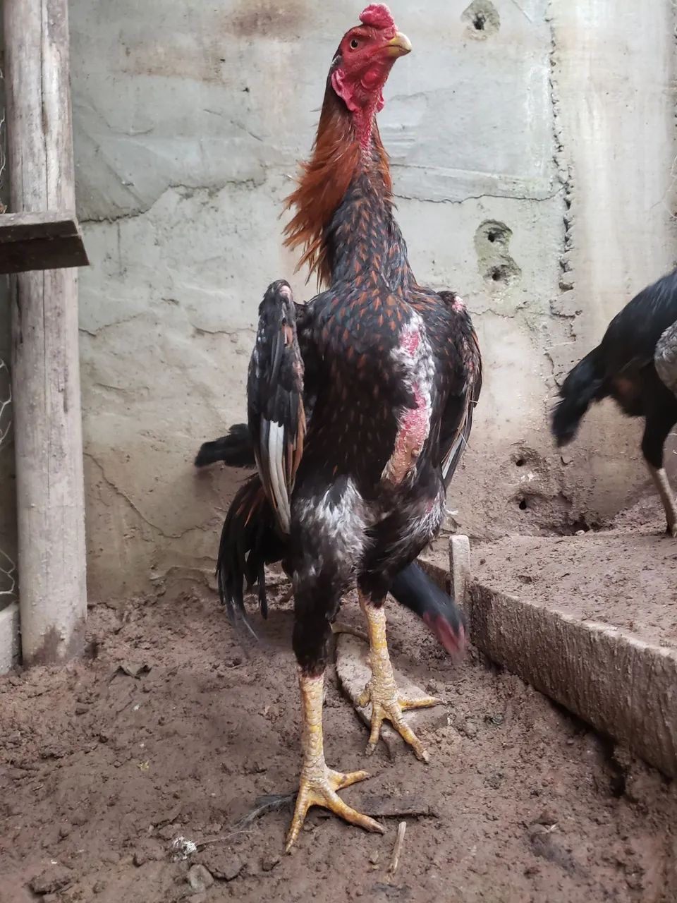 Frango shamo casal 