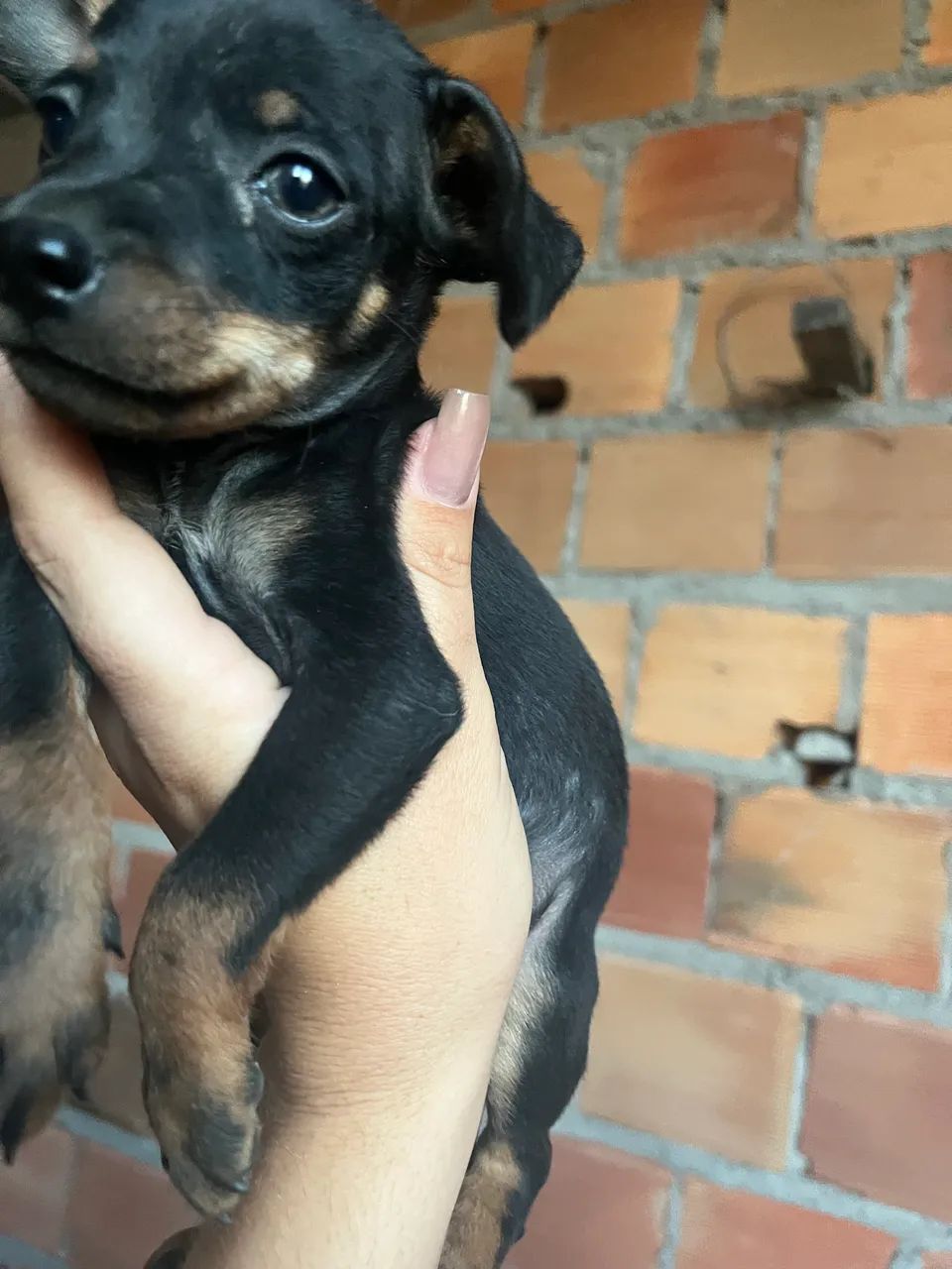 Pinscher  - Foto 5