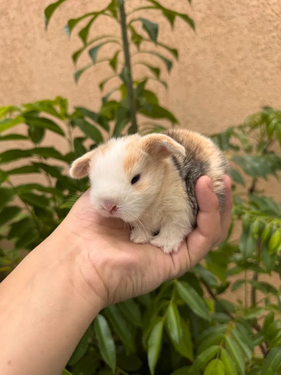 Mini coelhos 