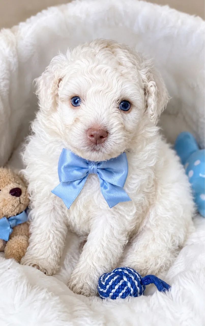 Poodle Toys perfeitos! Bem pequenos com kit grátis 