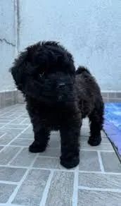 poodle  x york so 350 pequenos  e peludos - Foto 2