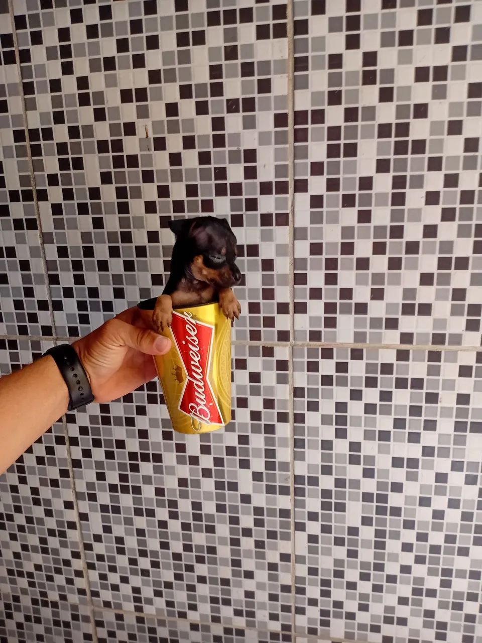 Pinsher 1 - Foto 4