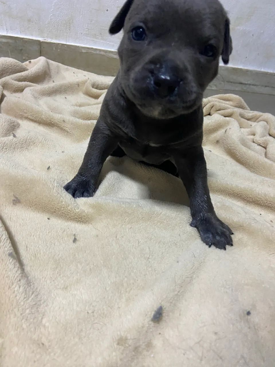 Vendo American Bully - Foto 3