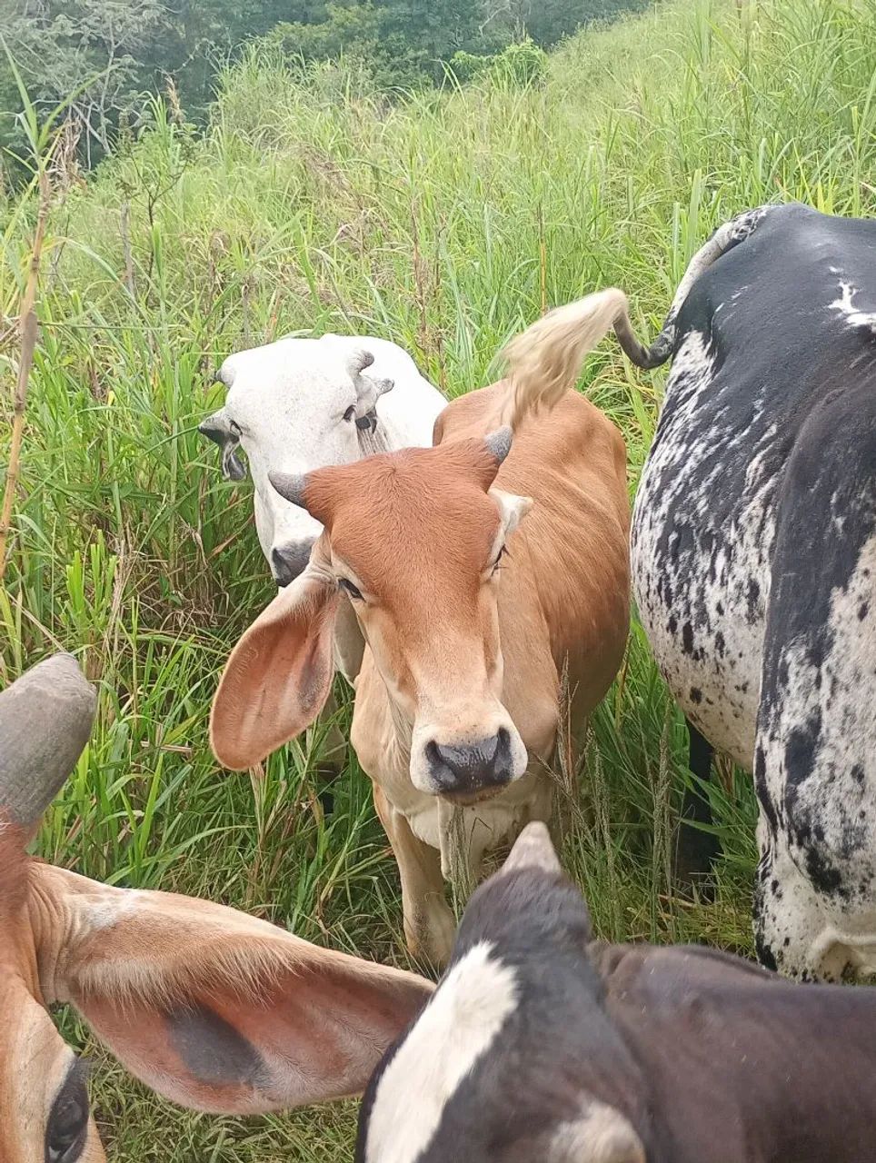 Vende -se 3 Bezerra  - Foto 3