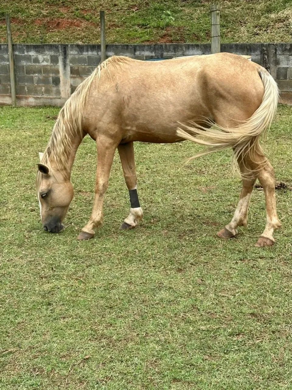 Egua MANGALARGA - MARCHADEIRA
