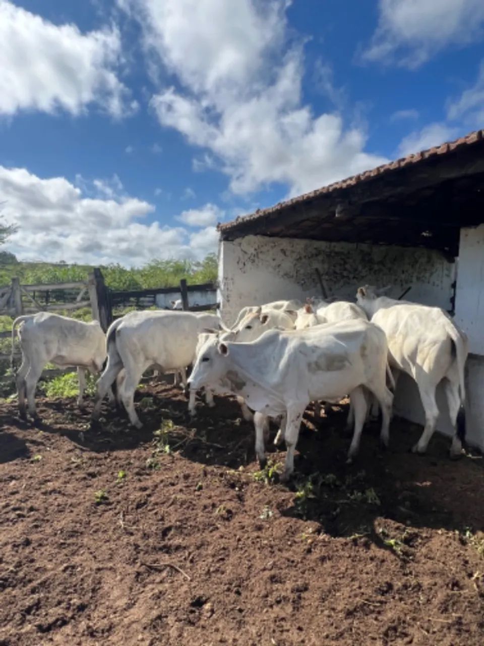 11 Bezerras e Novilhas - Foto 3