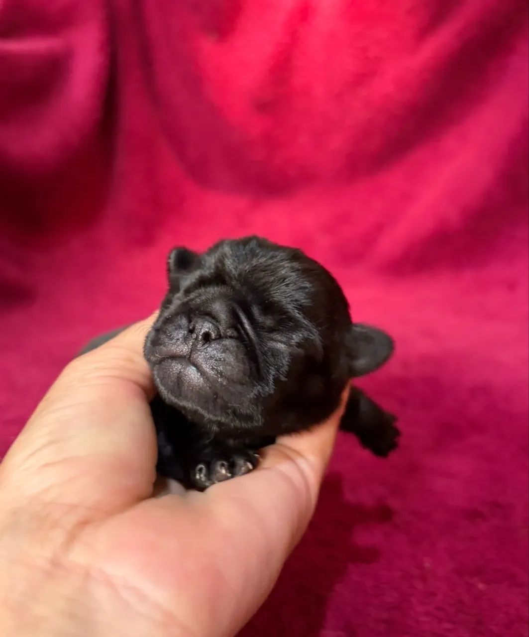Pug  - Foto 2