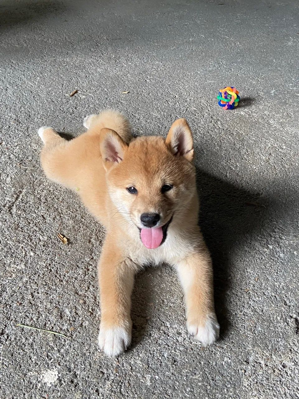 Shiba macho  - Foto 2