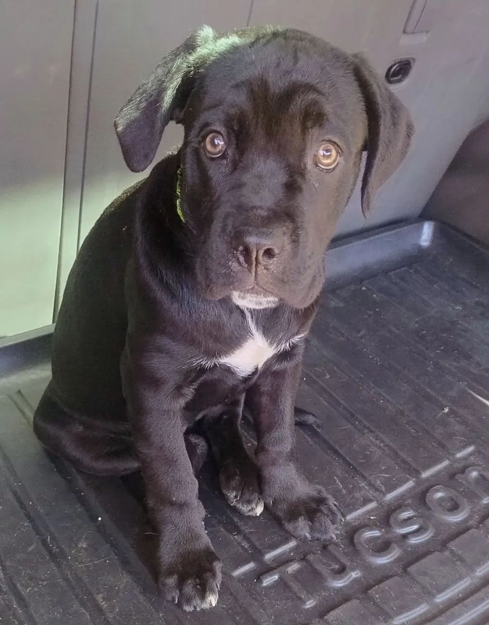 Cane Corso fêmea  - Foto 5
