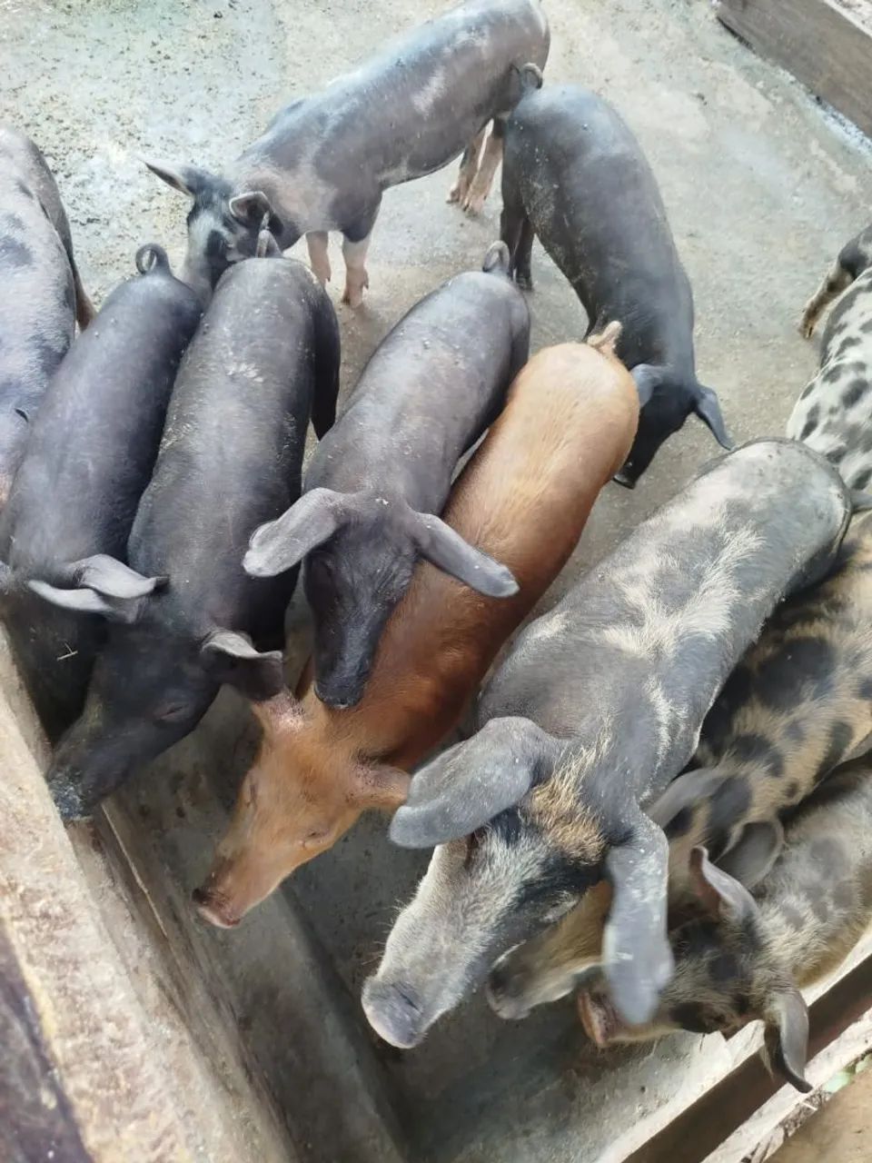 Leitões 