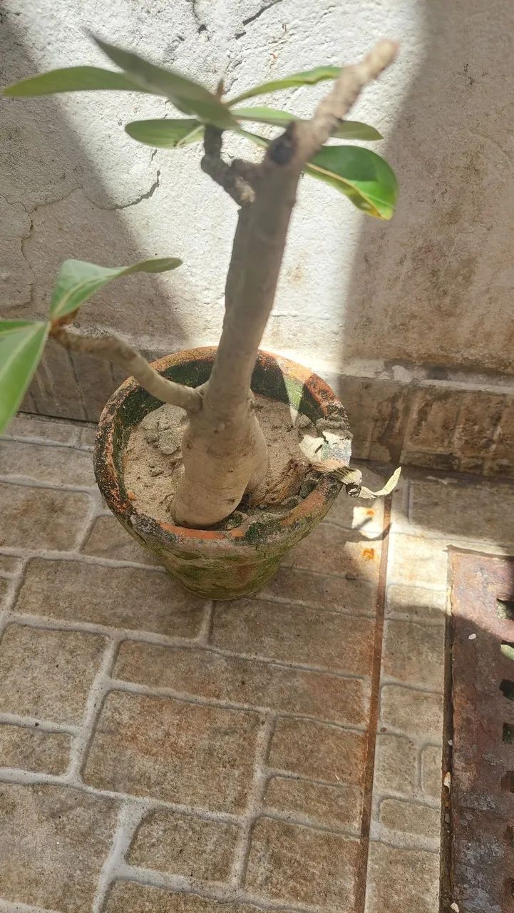 Rosa do deserto - Foto 3