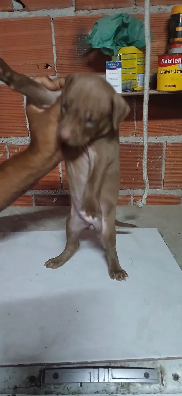 Pitmonster  - Foto 2