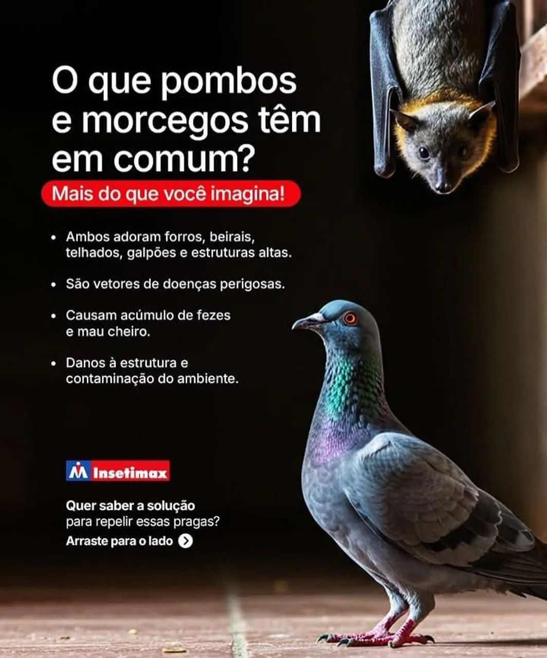 Controle de pombos em fortaleza e região.