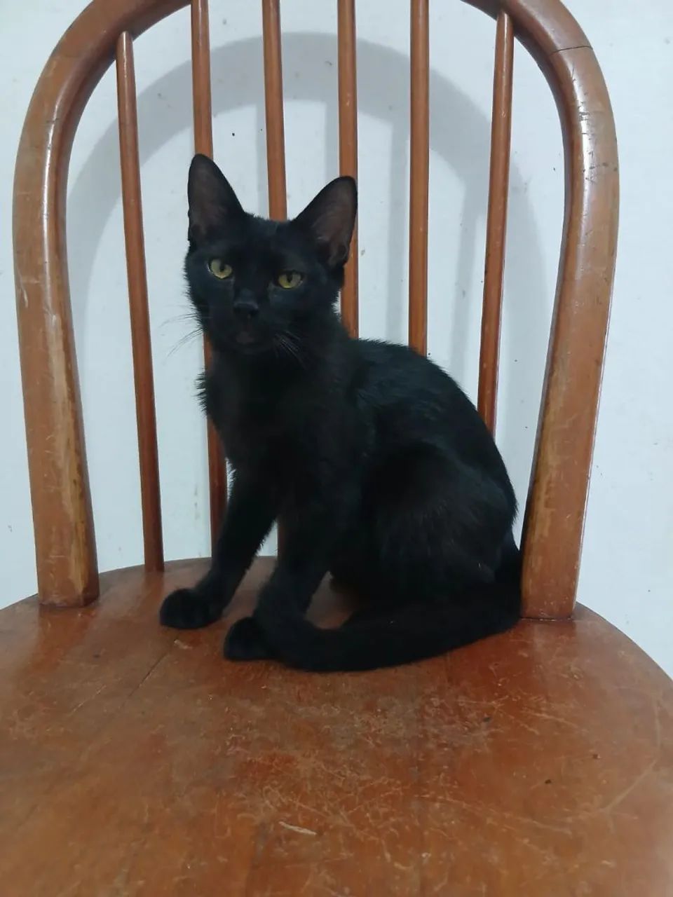 Adoção Responsável  - Foto 3