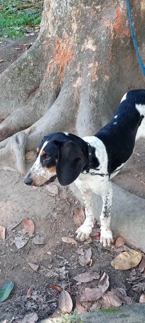 Cães  - Foto 2