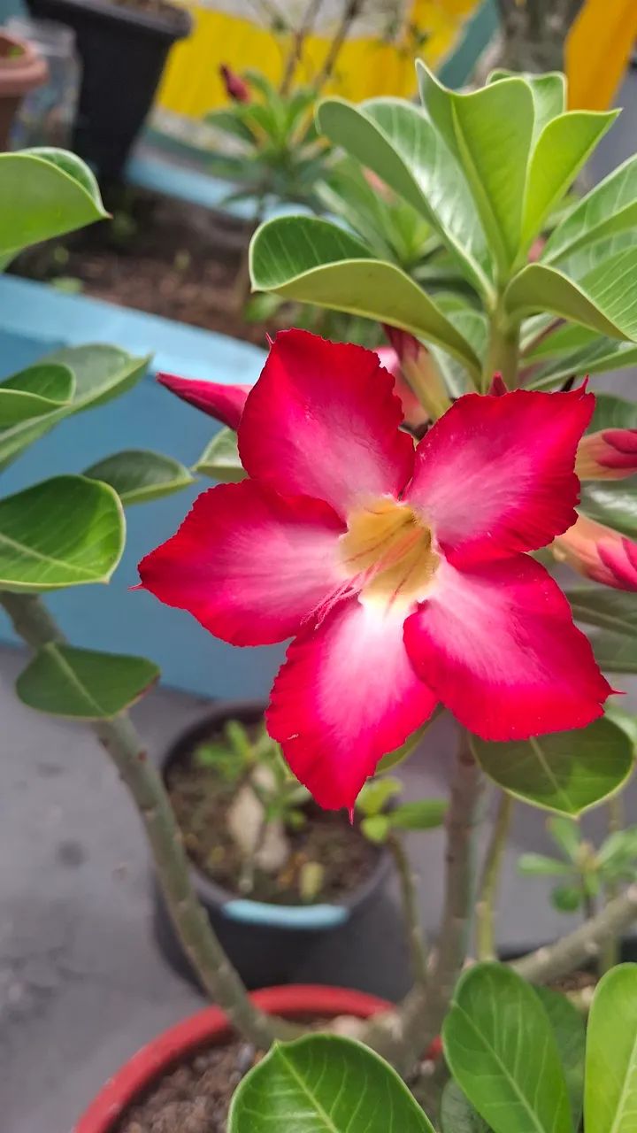 Vende- se Rosas do deserto  - Foto 5