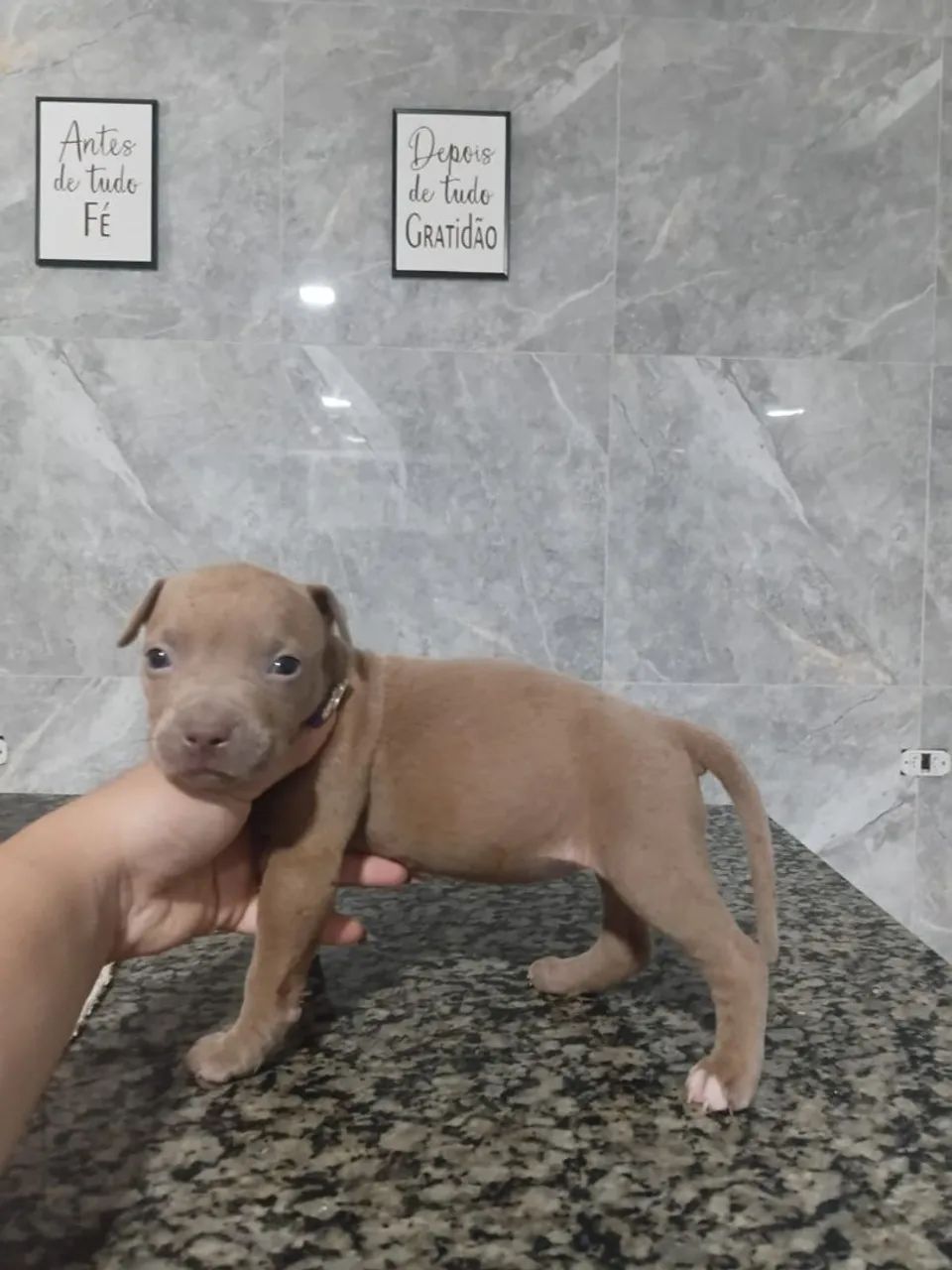 Filhotes de Pitbull  - Foto 5
