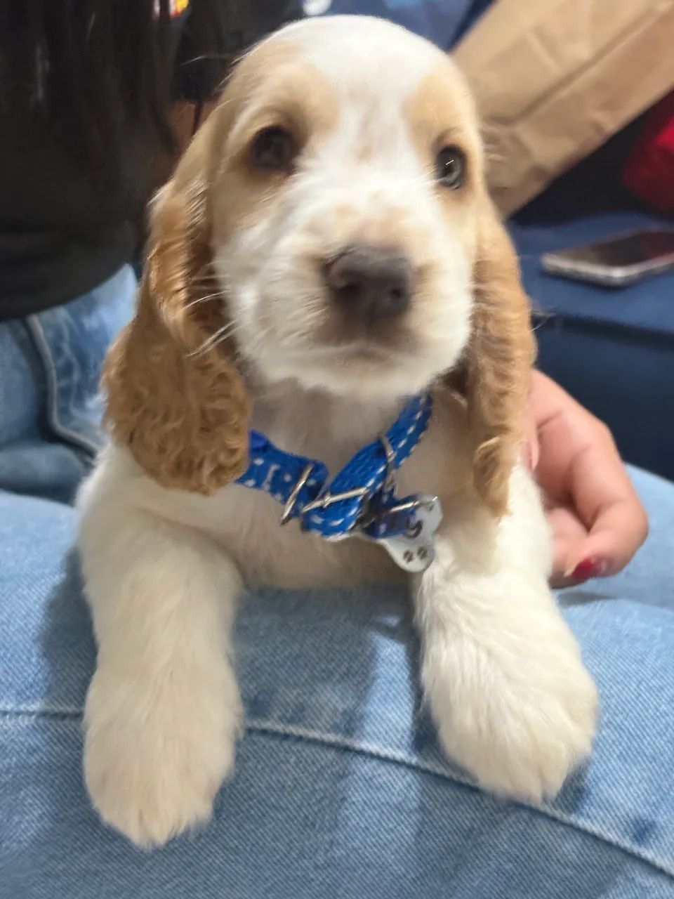 Cocker Spaniel - Foto 2