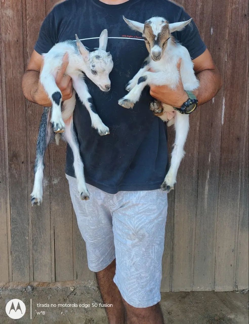 Mini cabras  - Foto 2