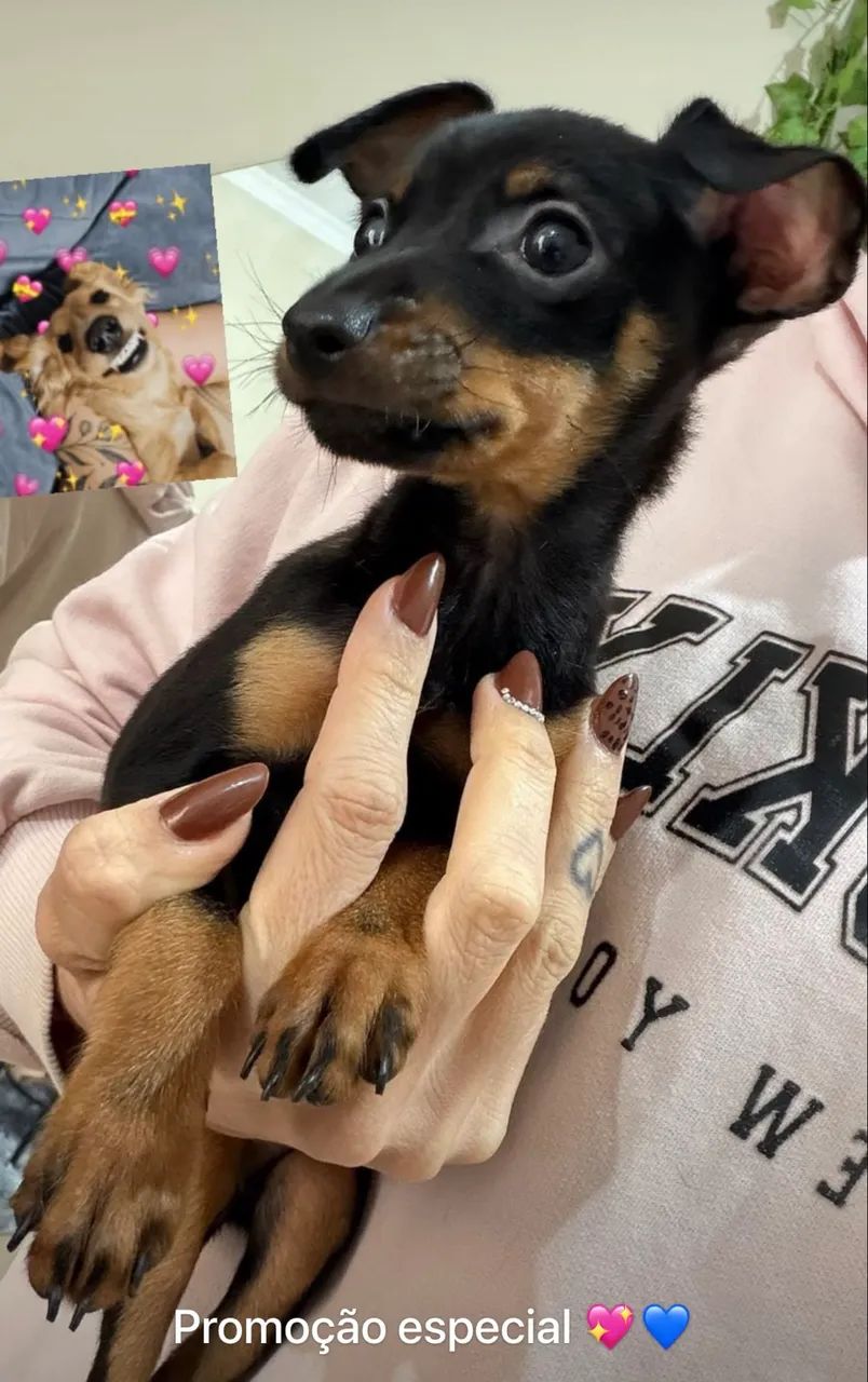 Pinscher casal disponíveis  - Foto 4