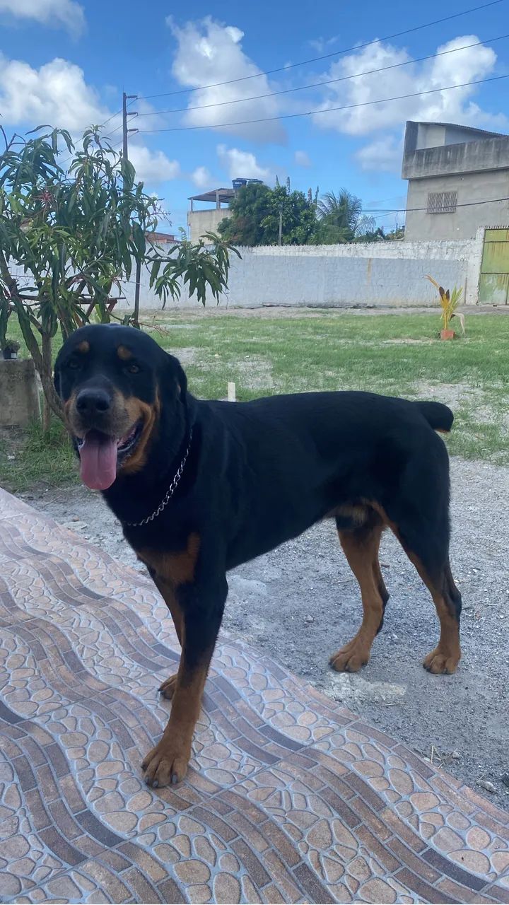 Rottweiler 700$ - Foto 5