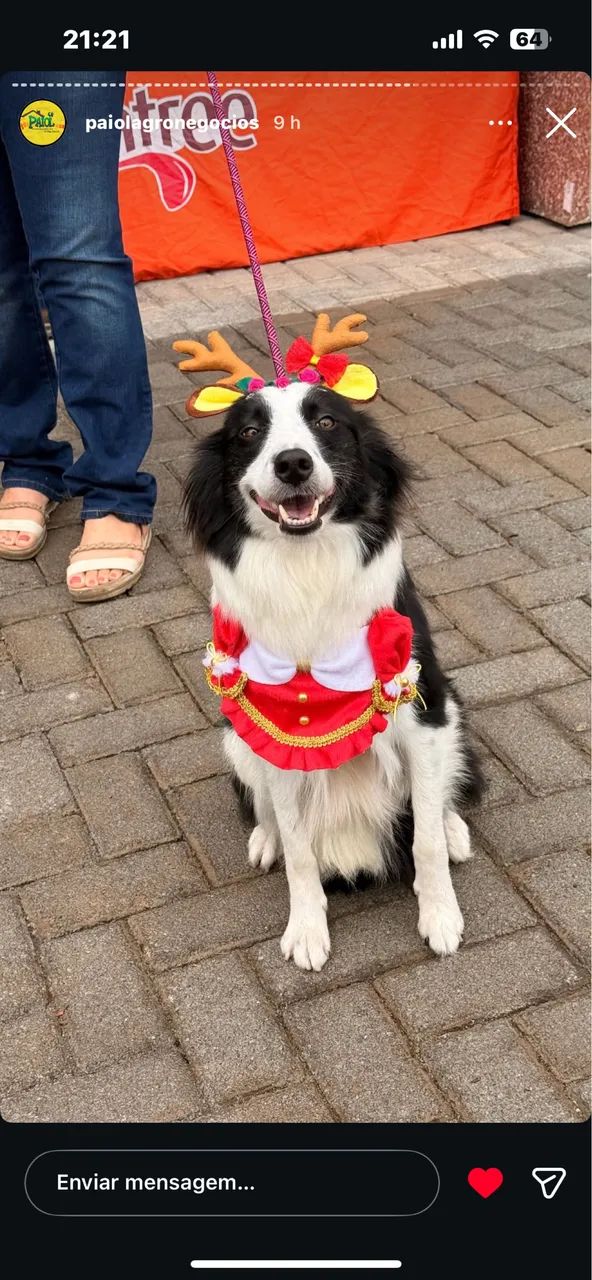 Filhotes Boder Collie - Foto 4