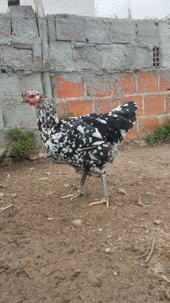 Frango e frango balão Sergipano  - Foto 4