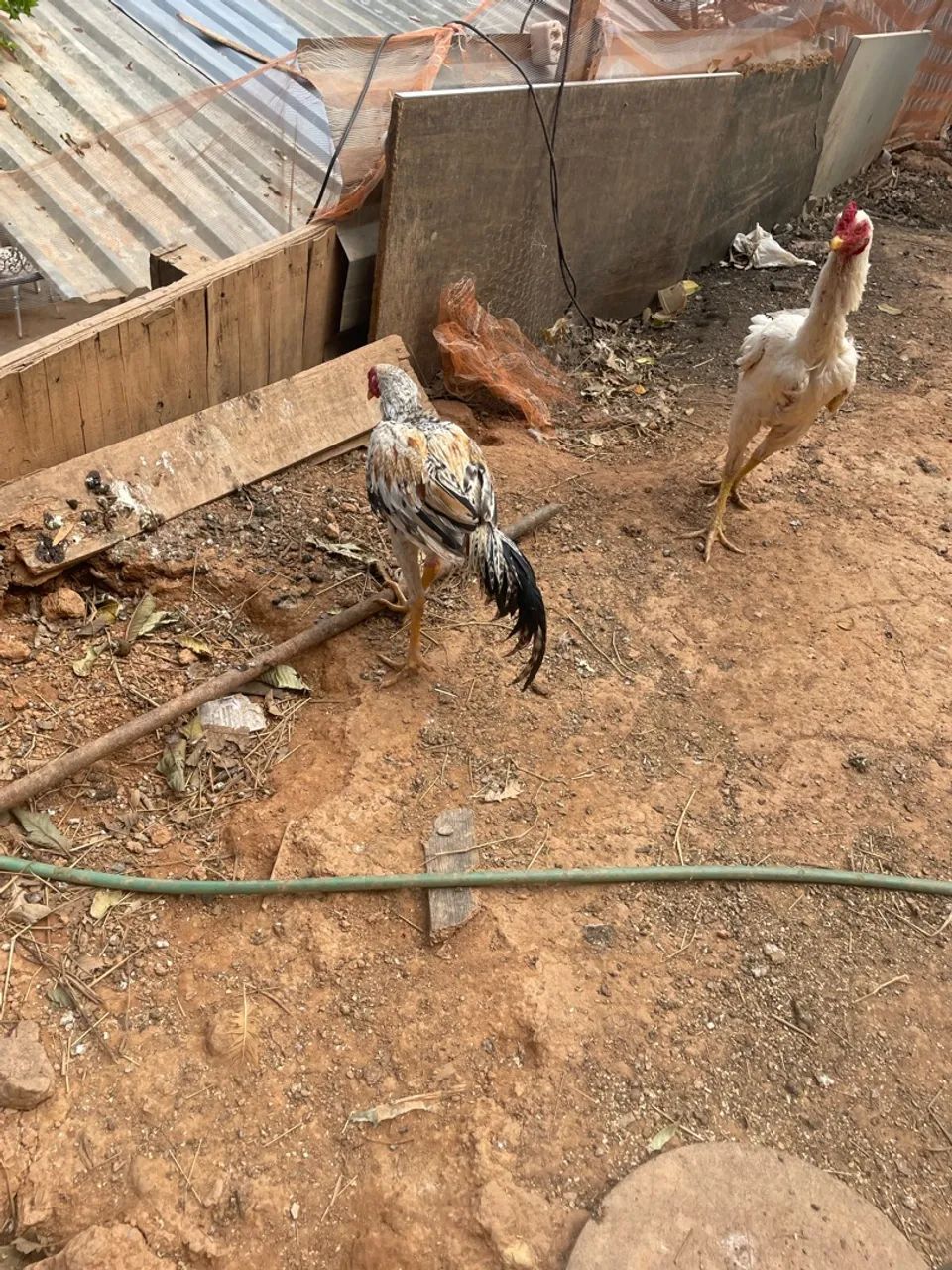 Frango pedrez - Foto 4