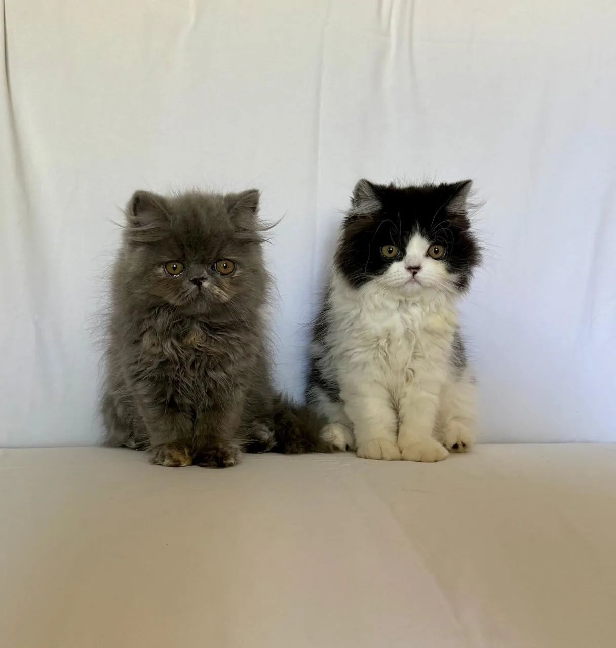 Gato Persa Fêmea e Macho