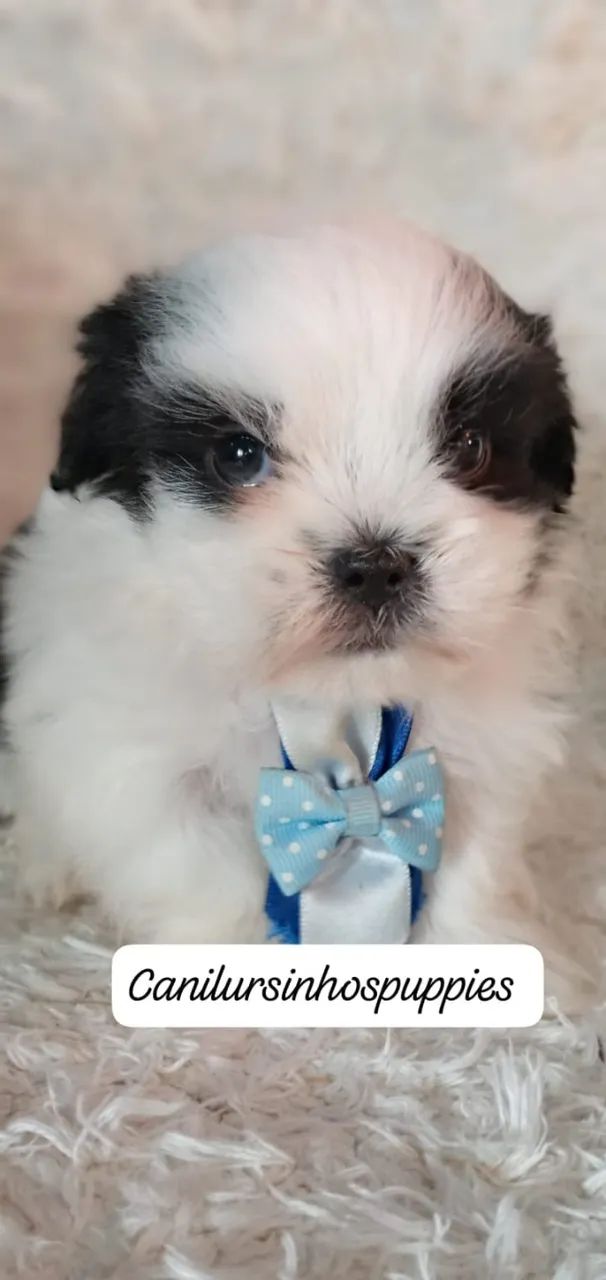 lhasa apso lindos bebes disponíveis entrega mediata  - Foto 6