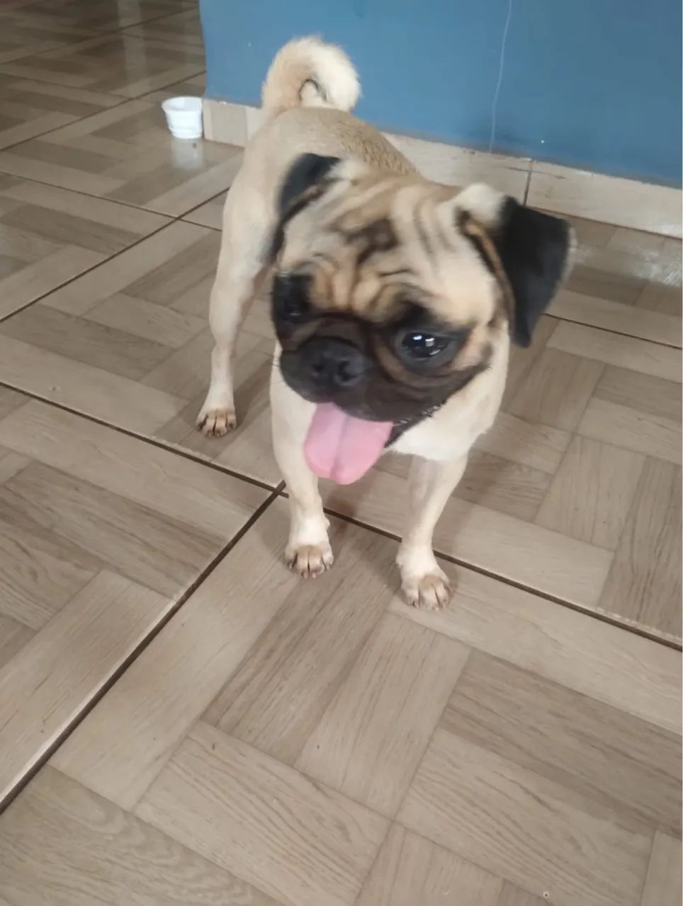 Pug macho 1ano e meio  - Foto 4