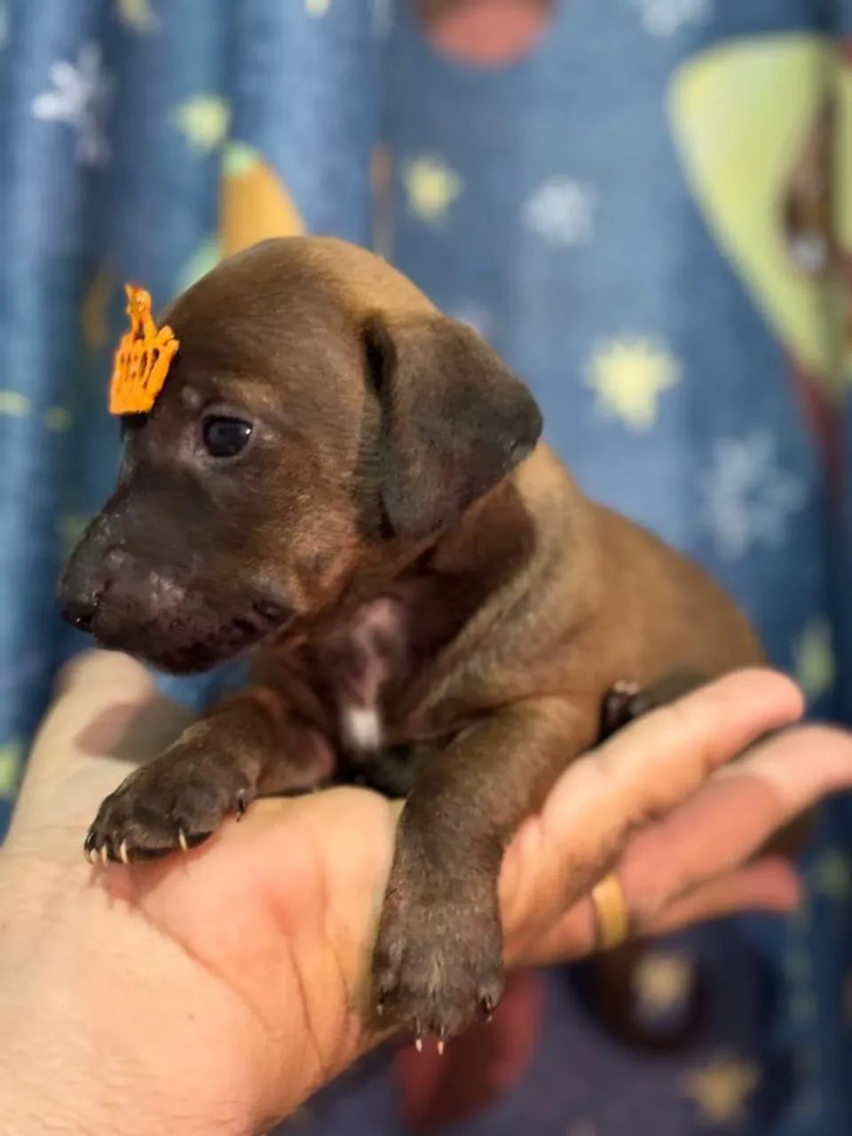 Dachshund SALSICHA macho venda  - Foto 4