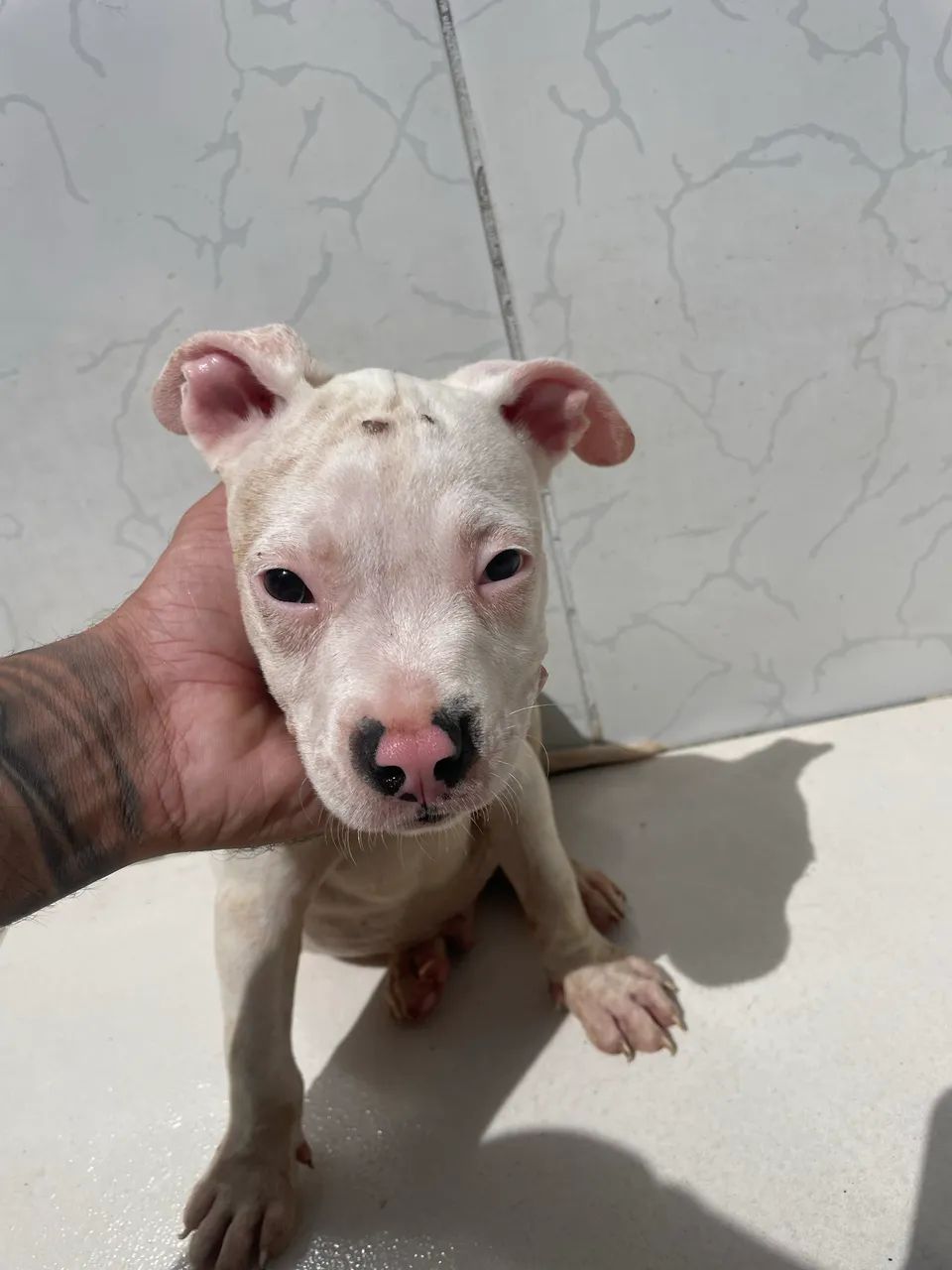 Filhotes de pitubull apbt original  - Foto 2