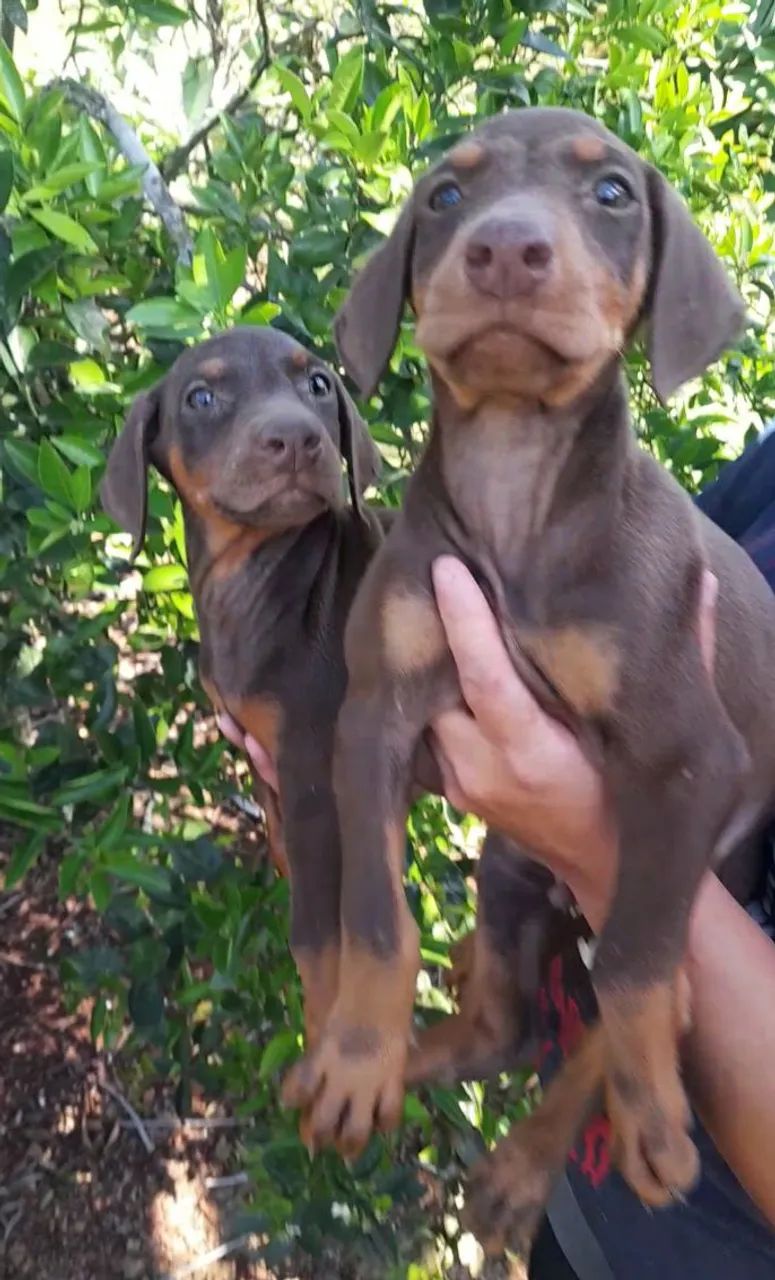 Dobermann. - Foto 2