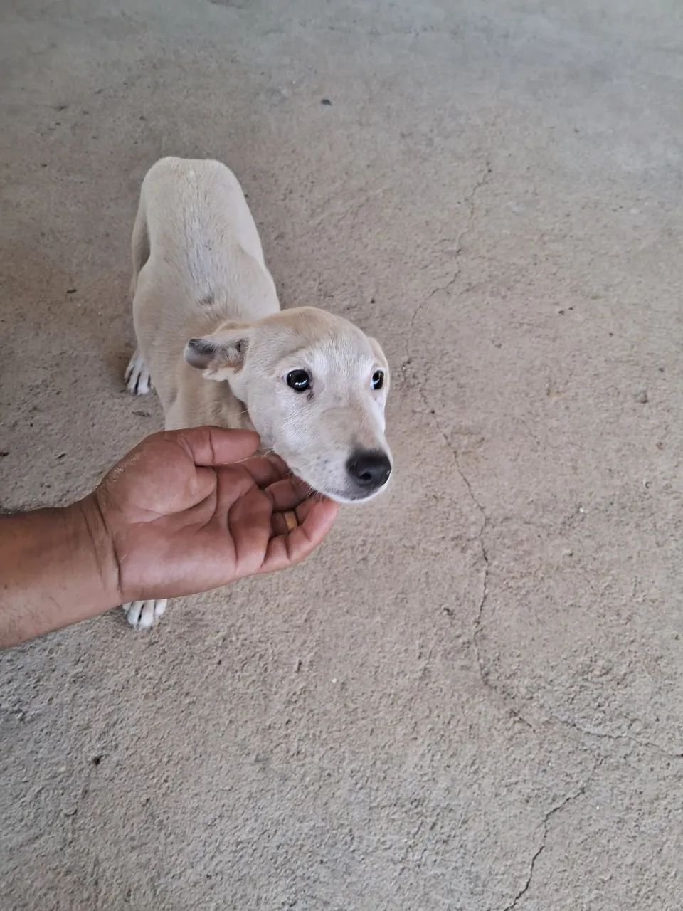 Doação de cachorro  - Foto 4