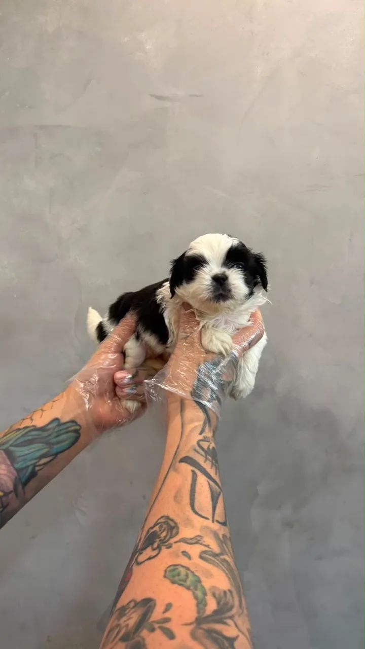 Shitzu mini (macho )  - Foto 5